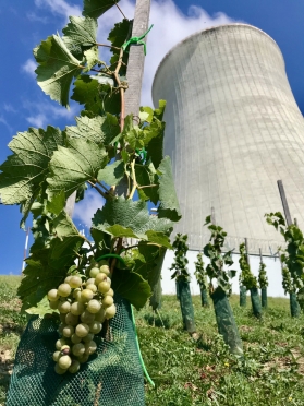 Jadernou elektrárnu Dukovany čeká první vinobraní